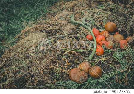 Compost heap in the garden. Discarded vegetables. Spoiled vegetables. Unfit food. Compost heap in the garden. Discarded vegetables. Spoiled vegetables. Unfit food. 90227357