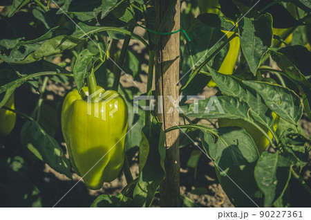 Green big pepper on the bed in the garden. Growing vegetables. Organic natural vegetables. Selective focus 90227361