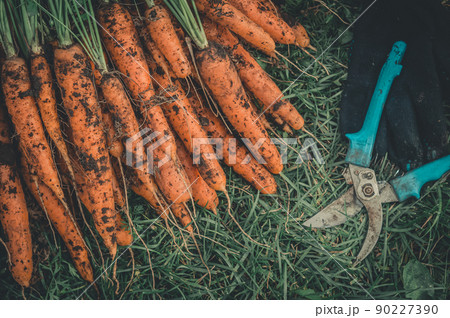 Fresh carrots from the garden on grass. Harvest of young carrots. Harvesting of ripened crops. Growing natural vegetables in your own garden. Selective focus 90227390