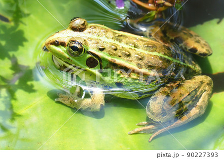 トウキョウダルマガエル トウキョウダルマガエル 90227393