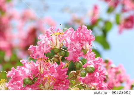 百日紅の花 サルスベリ さるすべり 百日紅の花 サルスベリ さるすべり 90228609