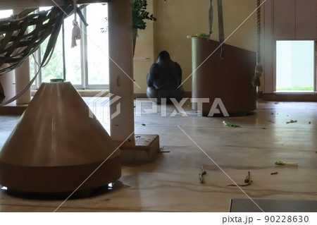 ニシゴリラ_東山動物園 ニシゴリラ_東山動物園 90228630