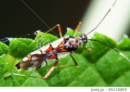 アカアシカスミカメ アカアシカスミカメ 90228869