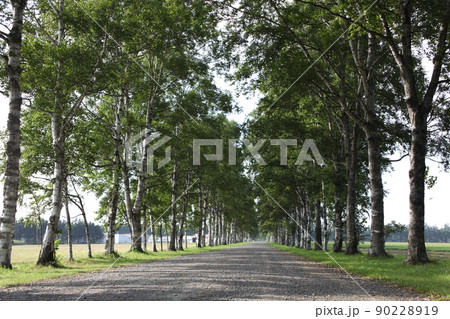 白樺並木_駒場_十勝 白樺並木_駒場_十勝 90228919