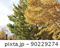 緑黄色の木たち 90229274