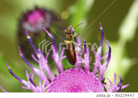 アオハムシダマシ アオハムシダマシ 90229447
