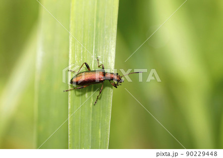アオハムシダマシ アオハムシダマシ 90229448