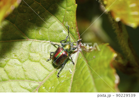 アカガネサルハムシ 90229539