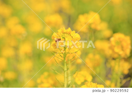 菜の花 90229592