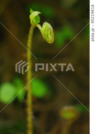 背が高くのびていくぜんまい 背が高くのびていくぜんまい 90229618