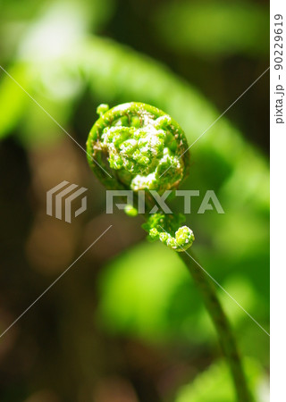 青々として新鮮なぜんまい 青々として新鮮なぜんまい 90229619