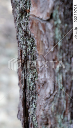 樹皮 90229708