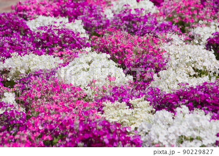 一面のシバザクラ 90229827