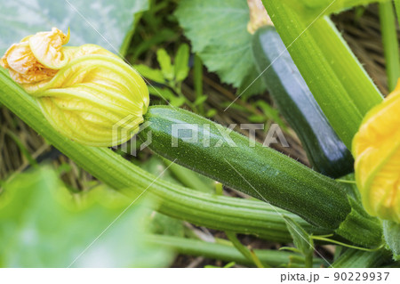 ズッキーニの栽培 90229937