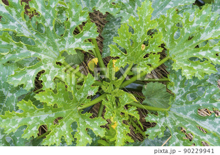 ズッキーニの栽培 90229941