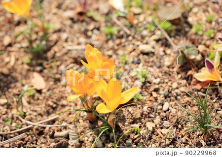 クロッカスの花 クロッカスの花 90229968