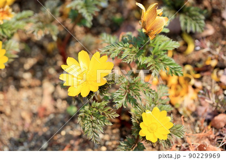 福寿草の花 福寿草の花 90229969