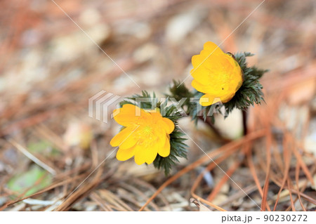福寿草の花 90230272