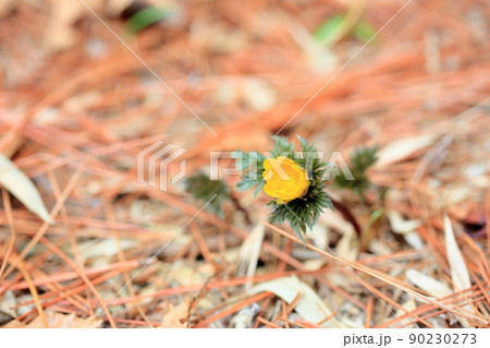 福寿草の花 福寿草の花 90230273