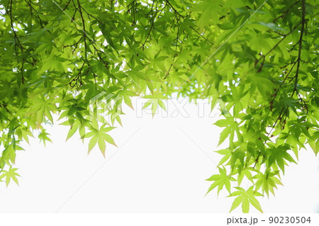 かえでの新緑 【白背景】 【空背景】 90230504