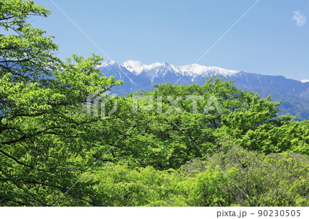 長野県上伊那郡中川村 大草城址公園の桜の新緑と残雪の中央アルプス 長野県上伊那郡中川村 大草城址公園の桜の新緑と残雪の中央アルプス 90230505