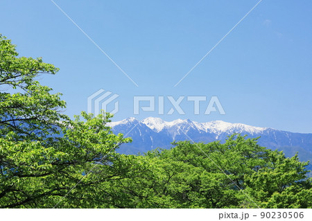 長野県上伊那郡中川村 大草城址公園の桜の新緑と残雪の中央アルプス 長野県上伊那郡中川村 大草城址公園の桜の新緑と残雪の中央アルプス 90230506