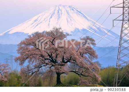 山梨県韮崎市神山町 わに塚のサクラと背景の冠雪した富士山 山梨県韮崎市神山町 わに塚のサクラと背景の冠雪した富士山 90230588