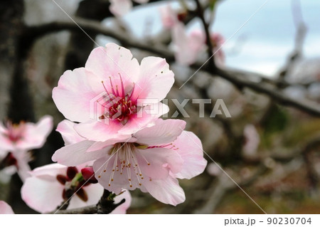 アンズやモモに似たアーモンドの花 90230704