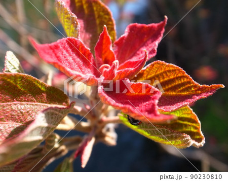 アカメガシワ アカメガシワ 90230810