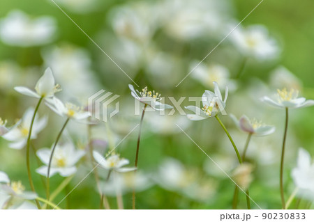 初夏の上高地 初夏の上高地 90230833