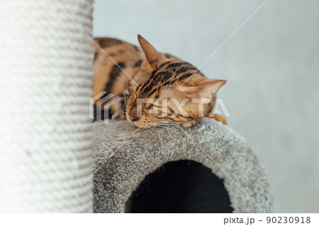Young cute bengal cat laying on a soft cat's shelf of a cat's house. 90230918