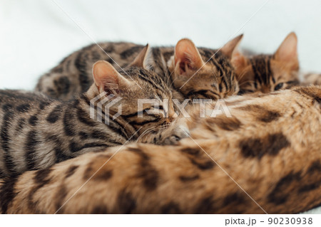 Bengal cat feeds her little kittens with breast 90230938