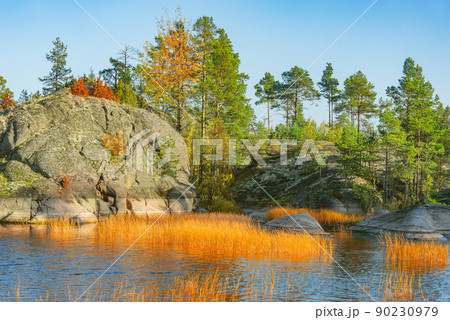 Pine trees on the cliffs of the lake at evening time. 90230979