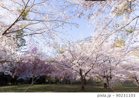 芦野公園の満開のさくら（青森県） 90231103