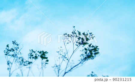 冬の植物 ブルー 青空 冬の植物 ブルー 青空 90231215