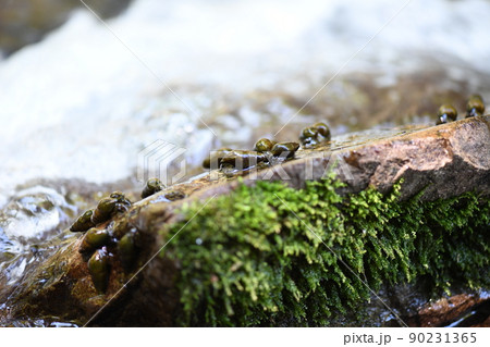 ホタルの餌となるカワニナ【川蜷】 ホタルの餌となるカワニナ【川蜷】 90231365