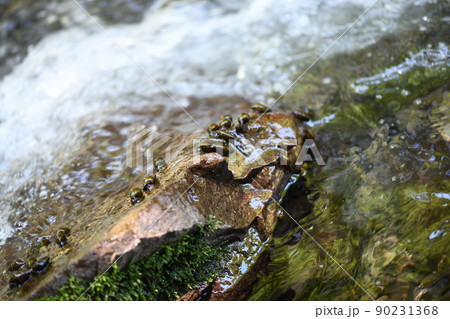 ホタルの餌となるカワニナ【川蜷】 90231368