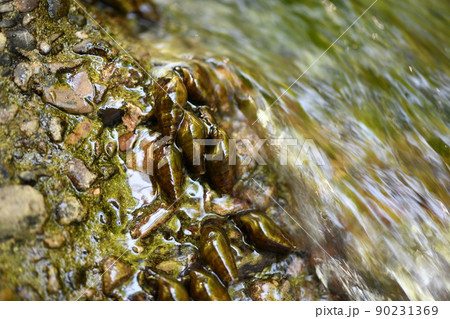 ホタルの餌となるカワニナ【川蜷】 ホタルの餌となるカワニナ【川蜷】 90231369