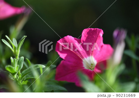ナス科ペチュニア（園芸植物） 90231669