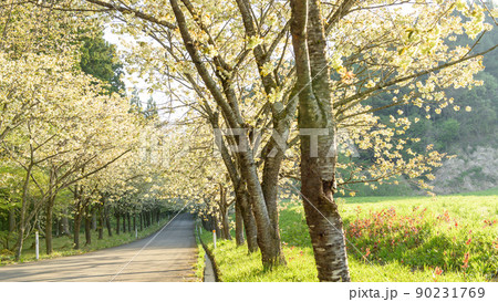 黄桜並木　清々しい朝　秋田県 90231769