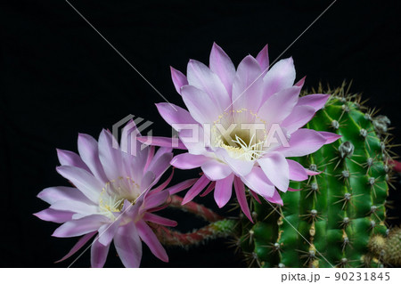 サボテンの花 サボテンの花 90231845