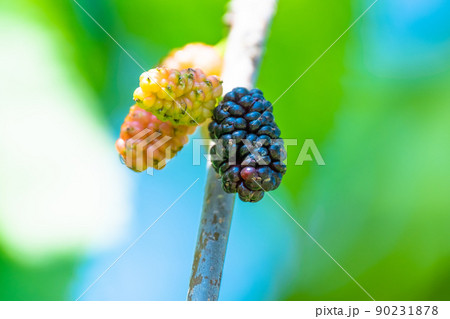 桑の実 90231878