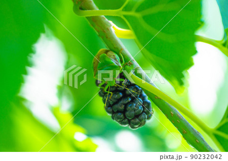 桑の実を食べるカメムシ 桑の実を食べるカメムシ 90232042