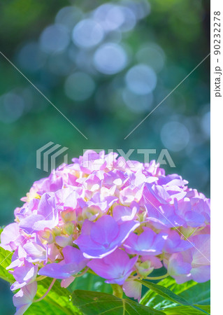 紫陽花の花 90232278