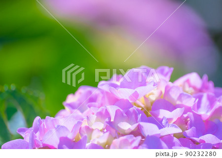 紫陽花の花 紫陽花の花 90232280