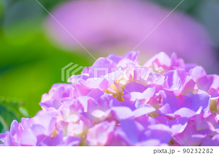 紫陽花の花 90232282