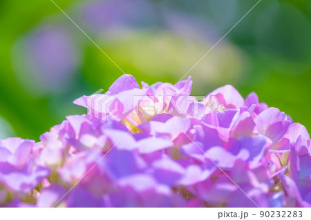 紫陽花の花 90232283