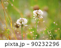シロツメクサ 90232296