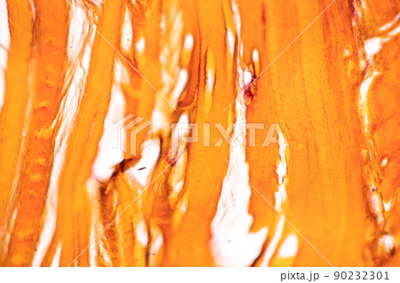 White fibrous cartilage of human under the microscope in Lab. 90232301