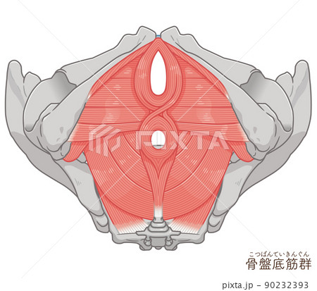 骨盤底筋群、骨盤の筋肉イラスト 90232393